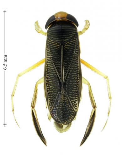 Sigara falleni